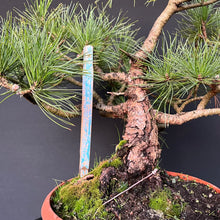 Lade das Bild in den Galerie-Viewer, Bonsai Zirbelkiefer / Pinus cembra