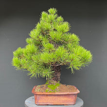 Lade das Bild in den Galerie-Viewer, Bonsai Japanische Schwarzkiefer / Pinus thunbergii