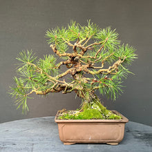 Lade das Bild in den Galerie-Viewer, Bonsai Waldkiefer / Pinus sylvestris