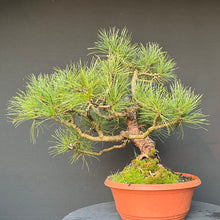 Lade das Bild in den Galerie-Viewer, Bonsai Zirbelkiefer / Pinus cembra