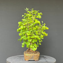 Lade das Bild in den Galerie-Viewer, Bonsai Ginkgo biloba