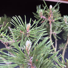 Lade das Bild in den Galerie-Viewer, Bonsai Bergkiefer / Pinus mugo