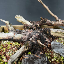 Lade das Bild in den Galerie-Viewer, Bergkiefer / Pinus mugo