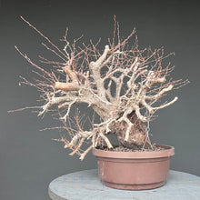 Lade das Bild in den Galerie-Viewer, Orientalische Hainbuche / Carpinus orientalis