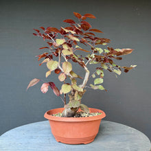 Lade das Bild in den Galerie-Viewer, Blutpflaume / Prunus cerasifera nigra