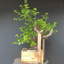 Lade das Bild in den Galerie-Viewer, Bonsai Felsenkirsche / Steinweichsel / Prunus Mahaleb