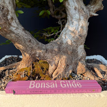 Lade das Bild in den Galerie-Viewer, Orientalische Hainbuche / Carpinus orientalis