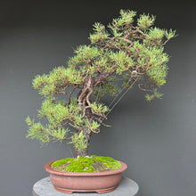 Lade das Bild in den Galerie-Viewer, Bonsai Waldkiefer / Pinus sylvestris