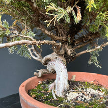 Lade das Bild in den Galerie-Viewer, Bonsai Chinesischer Wacholder / Juniper Chinensis Itoigawa