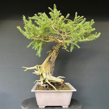 Lade das Bild in den Galerie-Viewer, Yamadori Fichte / Picea abies