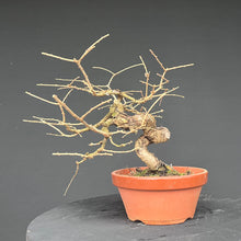 Lade das Bild in den Galerie-Viewer, Europäische Lärche / Larix Decidua