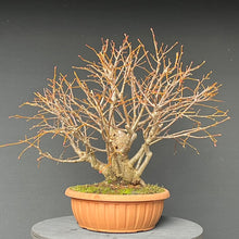 Lade das Bild in den Galerie-Viewer, Bonsai Winterlinde / Tilia cordata
