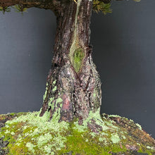 Lade das Bild in den Galerie-Viewer, Bonsai Japanische Mädchenkiefer / Pinus parviflora