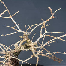 Lade das Bild in den Galerie-Viewer, Europäische Lärche / Larix Decidua