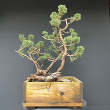 Lade das Bild in den Galerie-Viewer, Bergkiefer / Pinus mugo