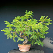 Lade das Bild in den Galerie-Viewer, Fichte / Picea abies