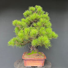 Lade das Bild in den Galerie-Viewer, Bonsai Japanische Schwarzkiefer / Pinus thunbergii