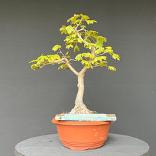 Lade das Bild in den Galerie-Viewer, Feldahorn / Acer campestre