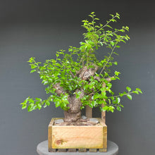 Lade das Bild in den Galerie-Viewer, Bonsai Felsenkirsche / Steinweichsel / Prunus Mahaleb