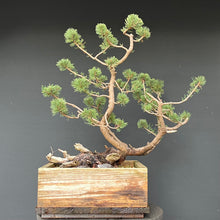 Lade das Bild in den Galerie-Viewer, Bergkiefer / Pinus mugo