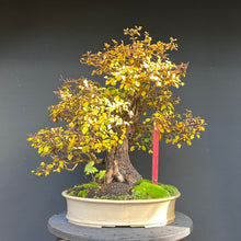 Lade das Bild in den Galerie-Viewer, Bonsai Weissdorn / Crataegus