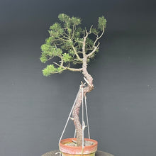 Lade das Bild in den Galerie-Viewer, Bonsai Bergkiefer / Pinus mugo