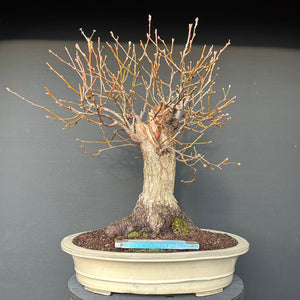 Nashi-Birne / Pyrus pyrifolia