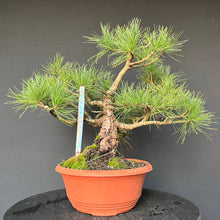 Lade das Bild in den Galerie-Viewer, Bonsai Zirbelkiefer / Pinus cembra