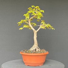 Lade das Bild in den Galerie-Viewer, Feldahorn / Acer campestre