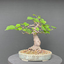 Lade das Bild in den Galerie-Viewer, Bonsai Winterlinde / Tilia cordata