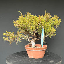 Lade das Bild in den Galerie-Viewer, Bonsai Chinesischer Wacholder / Juniper Chinensis Itoigawa