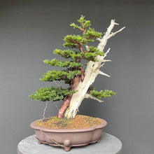 Lade das Bild in den Galerie-Viewer, Bonsai Europäische Eibe / Taxus baccata