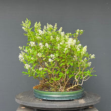 Lade das Bild in den Galerie-Viewer, Bonsai Floßform Gemeiner Liguster / Ligustrum vulgare