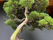 Lade das Bild in den Galerie-Viewer, Chinesischer Wacholder / Juniperus Chinensis Itoigawa