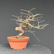 Lade das Bild in den Galerie-Viewer, Europäische Lärche / Larix Decidua