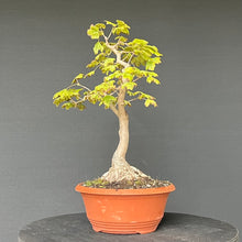 Lade das Bild in den Galerie-Viewer, Feldahorn / Acer campestre