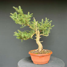 Lade das Bild in den Galerie-Viewer, Fichte / Picea abies