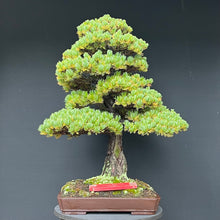 Lade das Bild in den Galerie-Viewer, Bonsai Japanische Mädchenkiefer / Pinus parviflora
