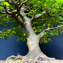 Lade das Bild in den Galerie-Viewer, Gemeine Hainbuche / Carpinus betulus