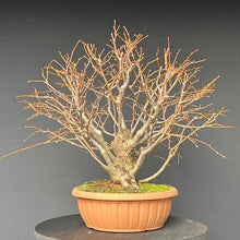 Lade das Bild in den Galerie-Viewer, Bonsai Winterlinde / Tilia cordata
