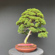 Lade das Bild in den Galerie-Viewer, Chinesischer Wacholder / Juniperus Chinensis Itoigawa