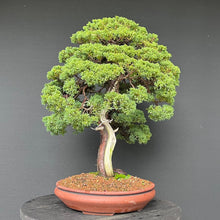 Lade das Bild in den Galerie-Viewer, Chinesischer Wacholder / Juniperus Chinensis Itoigawa