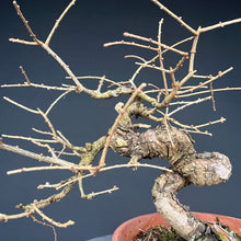 Lade das Bild in den Galerie-Viewer, Europäische Lärche / Larix Decidua