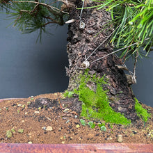 Lade das Bild in den Galerie-Viewer, Bonsai Japanische Schwarzkiefer / Pinus thunbergii