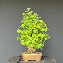 Lade das Bild in den Galerie-Viewer, Bonsai Ginkgo biloba