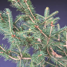 Lade das Bild in den Galerie-Viewer, Fichte / Picea abies