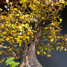 Lade das Bild in den Galerie-Viewer, Bonsai Weissdorn / Crataegus