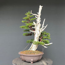 Lade das Bild in den Galerie-Viewer, Bonsai Europäische Eibe / Taxus baccata