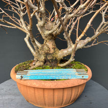 Lade das Bild in den Galerie-Viewer, Bonsai Winterlinde / Tilia cordata