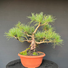 Lade das Bild in den Galerie-Viewer, Bonsai Zirbelkiefer / Pinus cembra